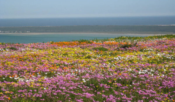 West-Coast-National-Park-Flowers
