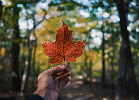 prohibicion-de-compra-de-vivienda-canada